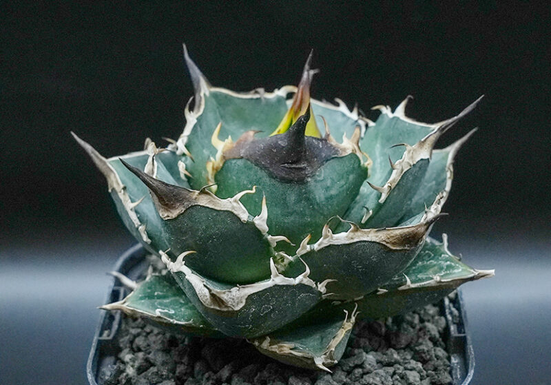 緑犀牛 ▪︎ 【緑犀牛】 一年程前、ごく普通の園芸屋さんで「緑犀牛」のラベル