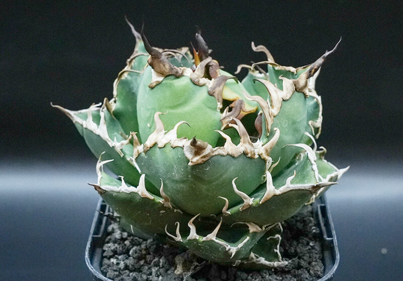 凱撒（シーザー） | GOPLANTS｜アガベの参考株と育成記録をこつこつ